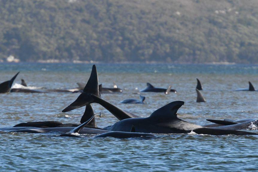 Mass Stranding Tragedy Over 370 Pilot Whales Dead 