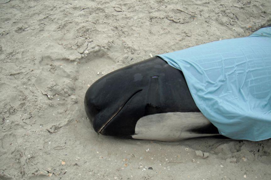 Mass Stranding Tragedy Over 370 Pilot Whales Dead 