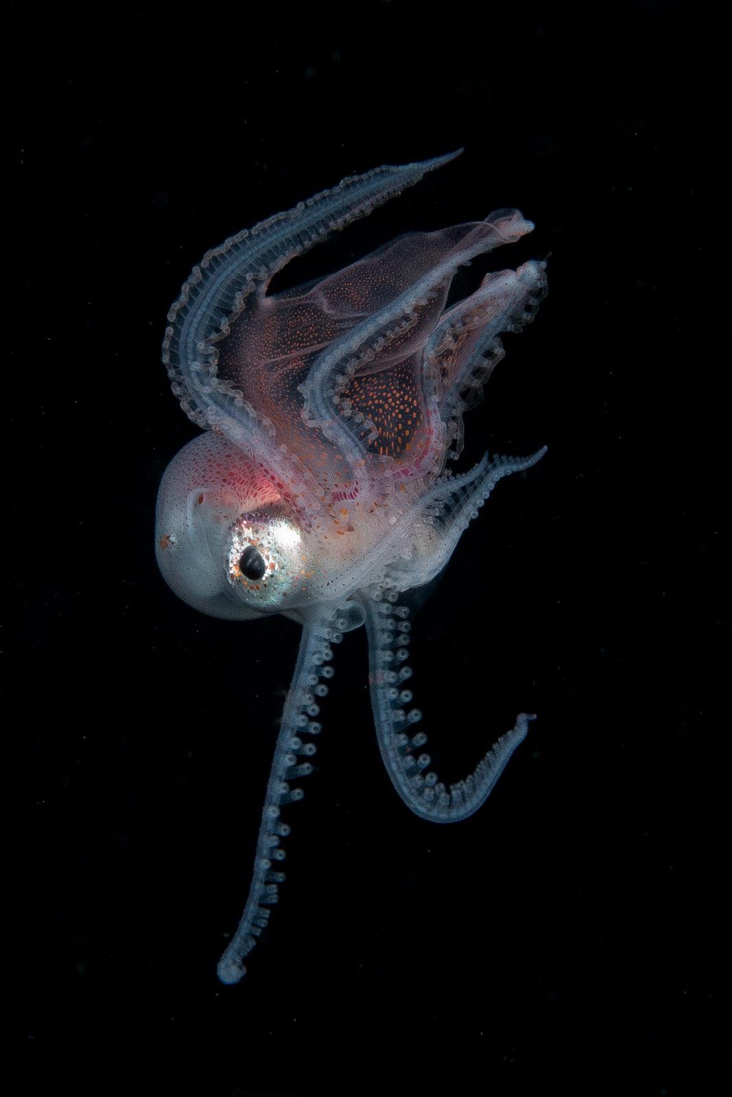 Blanket Octopus: The Black Water World