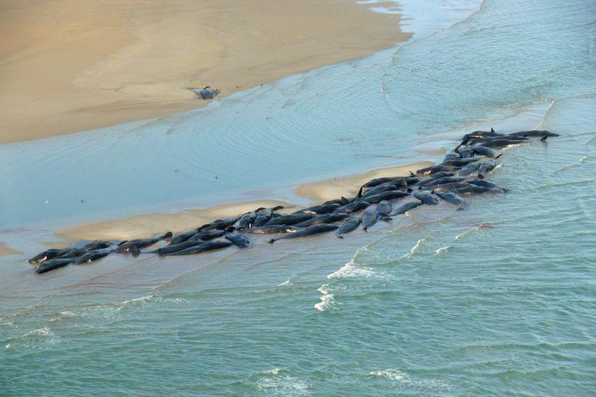 Mass Stranding Tragedy Over 370 Pilot Whales Dead 