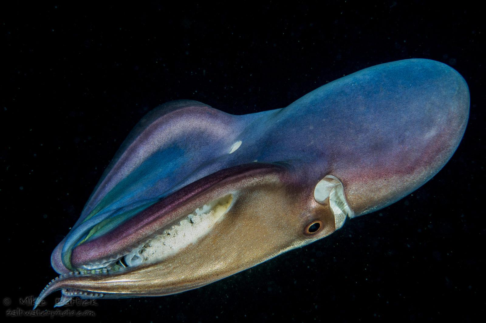 Blanket Octopus: The Black Water World 4 Blanket octo with eggs