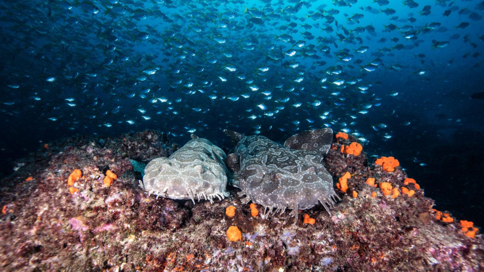 Winter diving at Julian Rocks in ANZ Byron Bay 5 Awesome Julian Rocks Exceptional Winter Diving