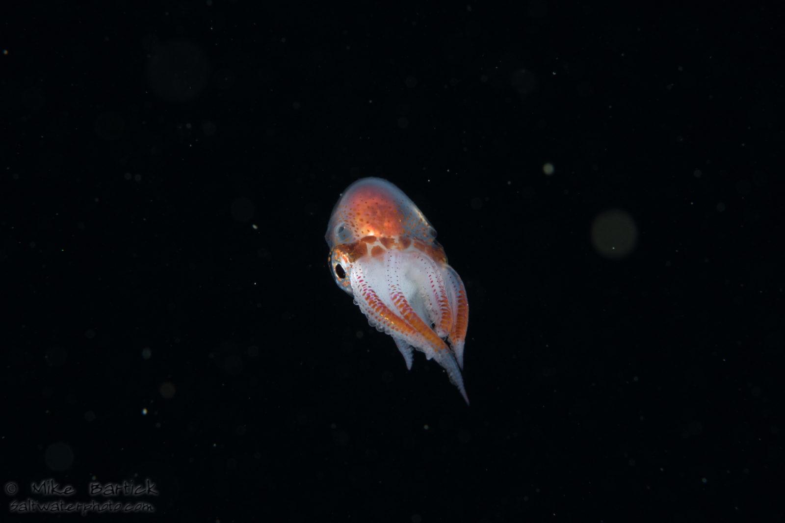 Blanket Octopus: The Black Water World 7 Male Blankets