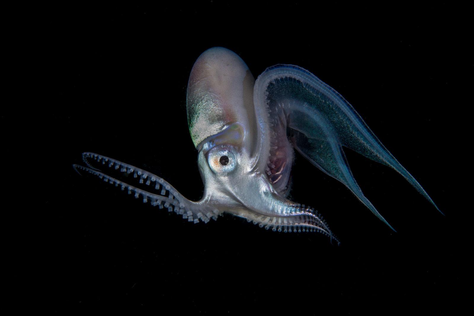 Blanket Octopus: The Black Water World