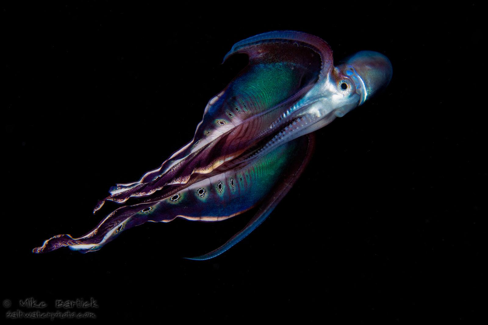 Blanket Octopus: The Black Water World