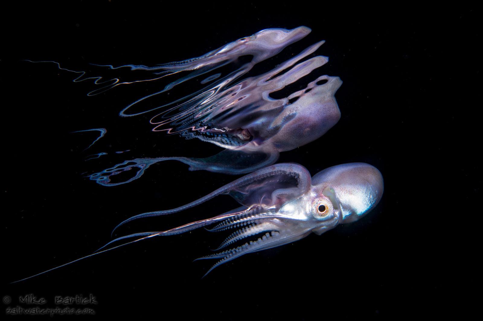 Blanket Octopus reflection