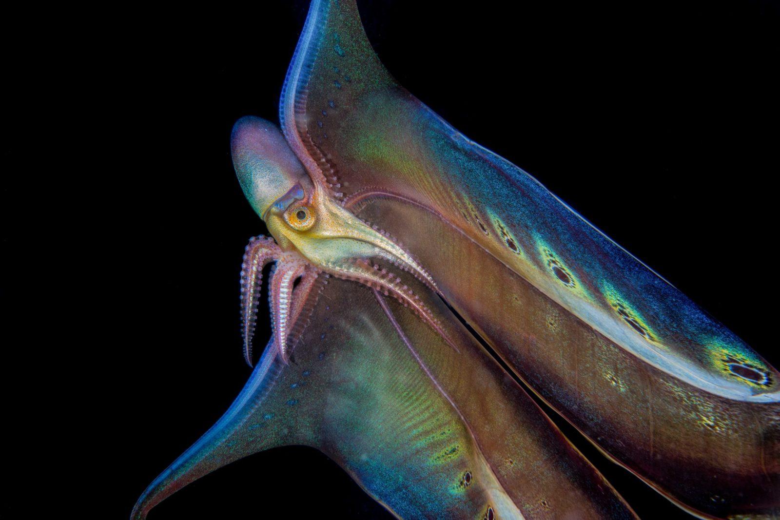 Blanket Octopus: The Black Water World