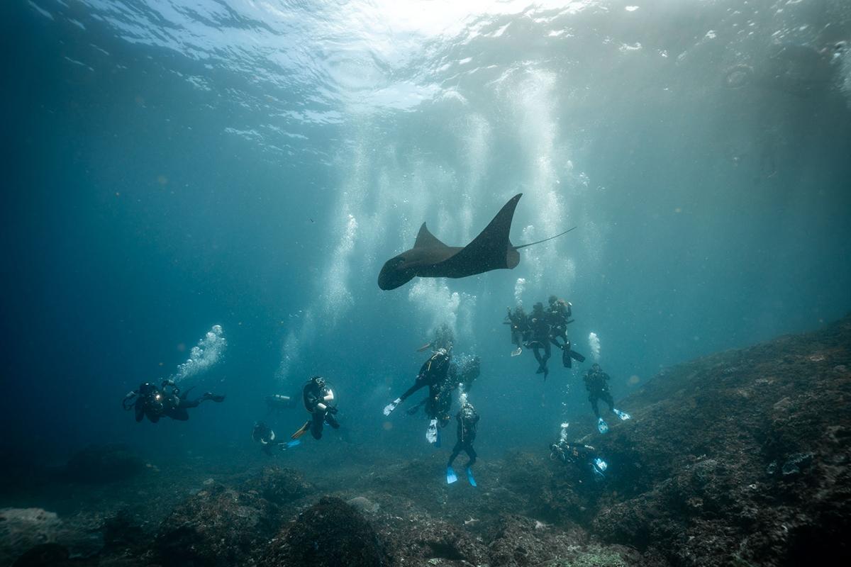 Asia Indonesia Bali Nusa Penida Diving, Manta Diving