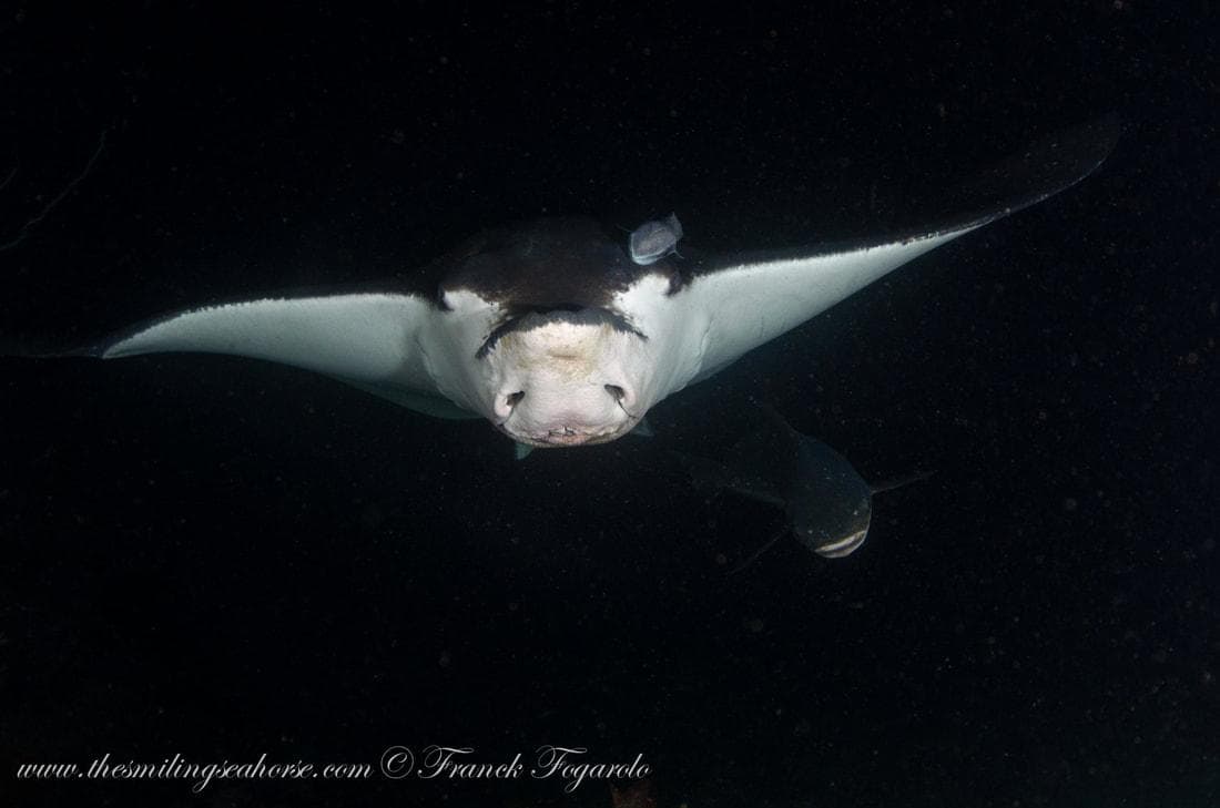 Cow nose eagle ray (Rhinoptera bonasus)