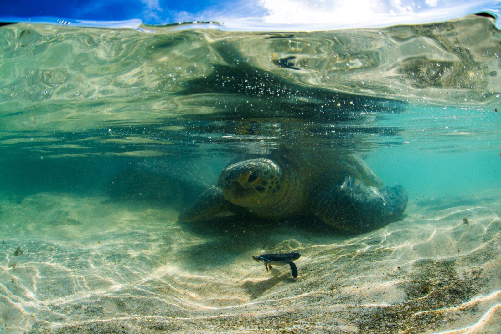 640,000 More endangered Baby Turtles on the Great Barrier Reef