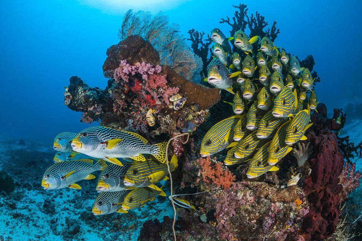 4 Breathtaking Fam Islands Dive Sites