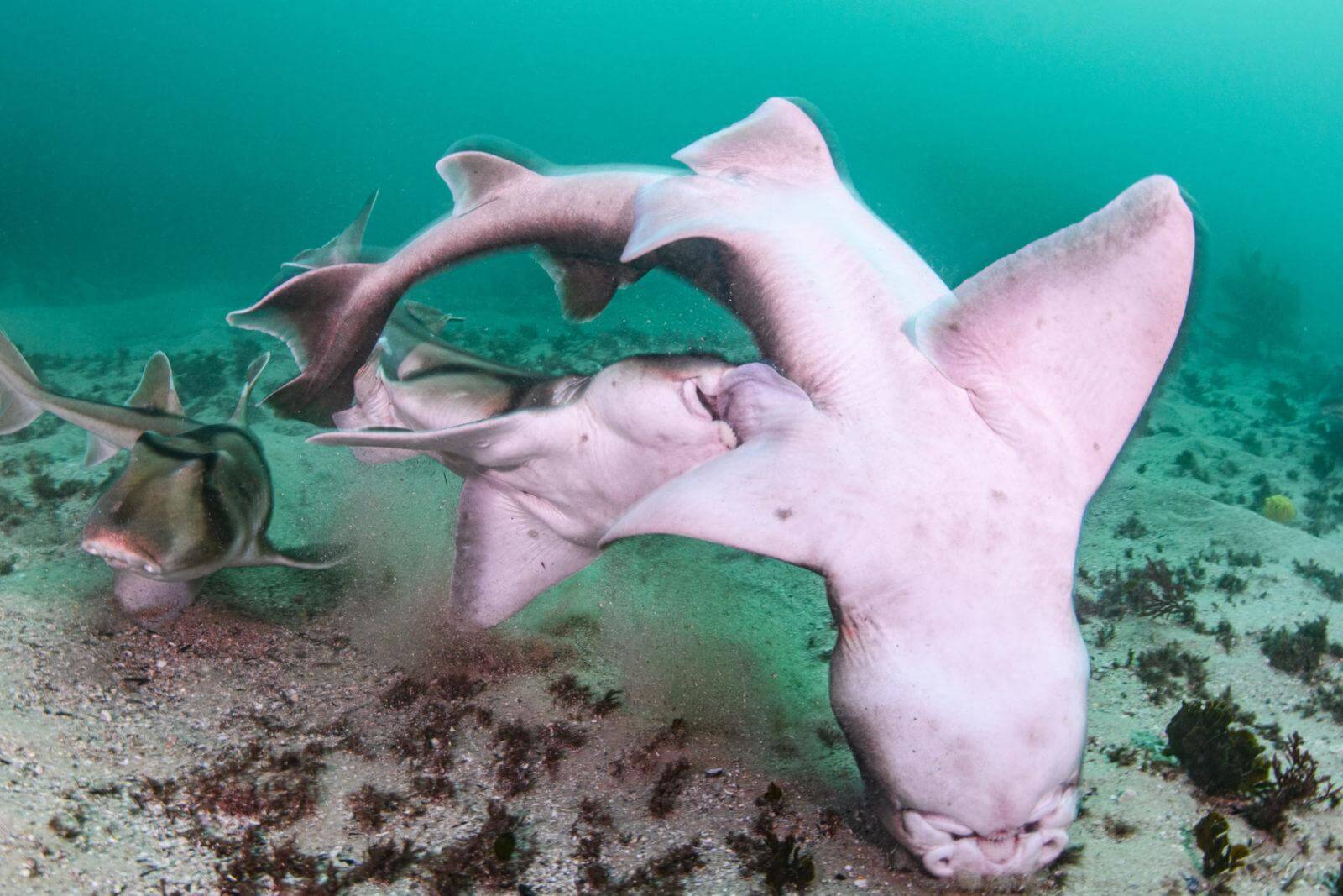 Extremely Rare Images of Port Jackson Sharks Mating