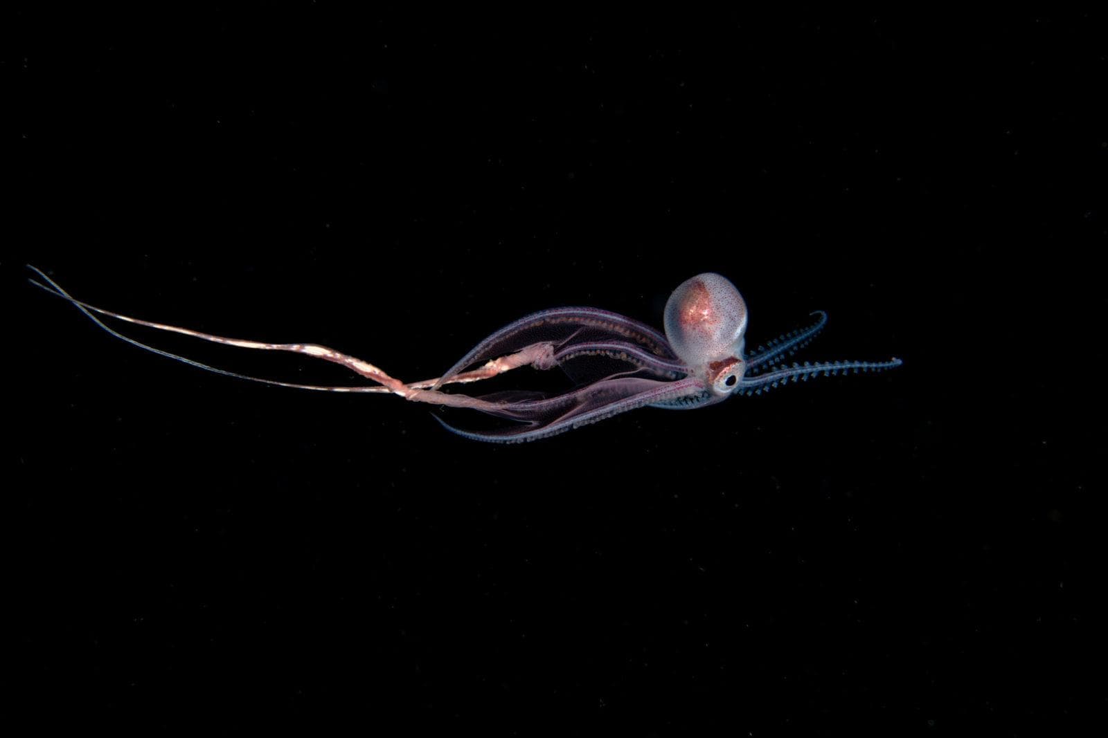 Blanket Octopus: The Black Water World 6 Female with jellyfish Blanket octopus
