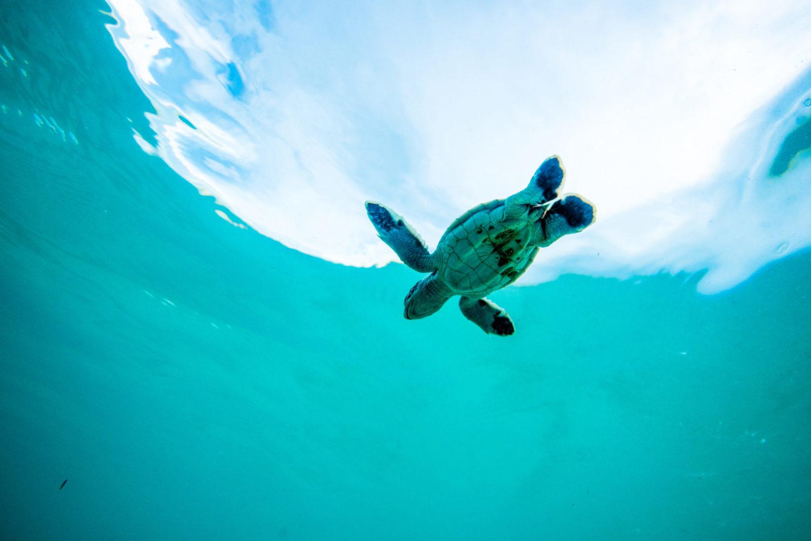 640,000 More endangered Baby Turtles on the Great Barrier Reef