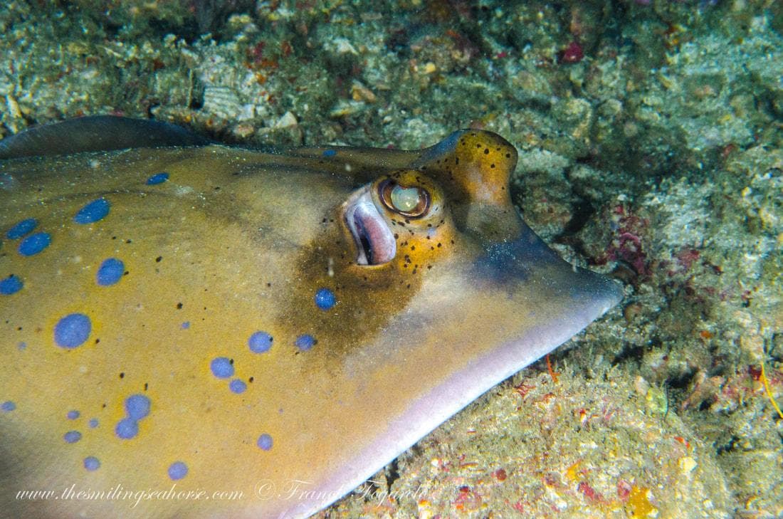 Khul's stingray or blue-spotted stingray (Neotrygon kuhlii)