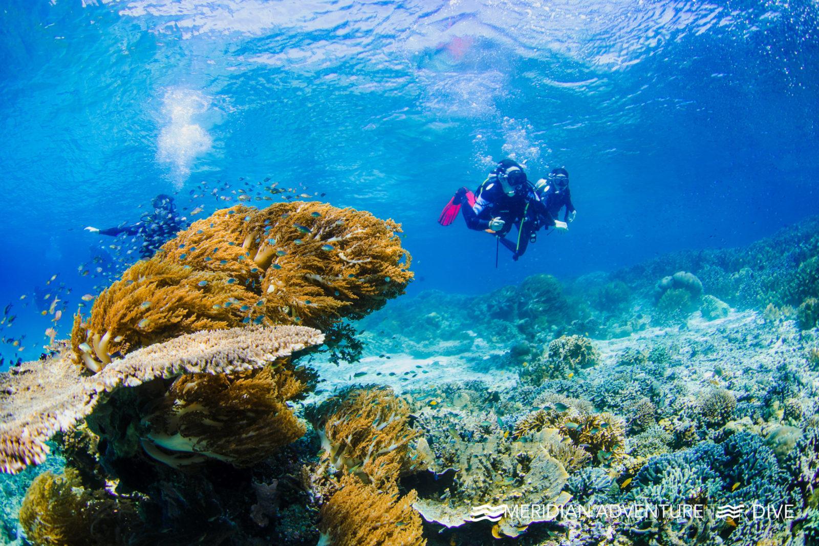 MERIDIAN ADVENTURE DIVE Meridian Adventure Dive - Eco-conscious Raja Ampat dive resort.