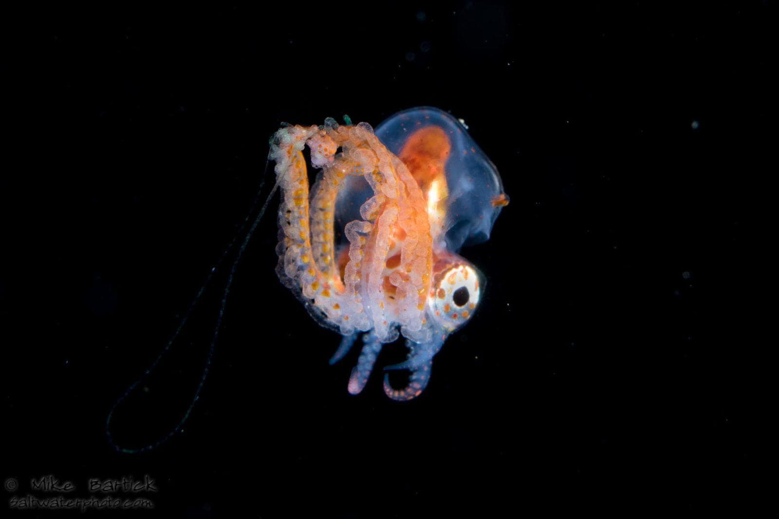 Blanket Octopus: The Black Water World 8 Male blanket octopus