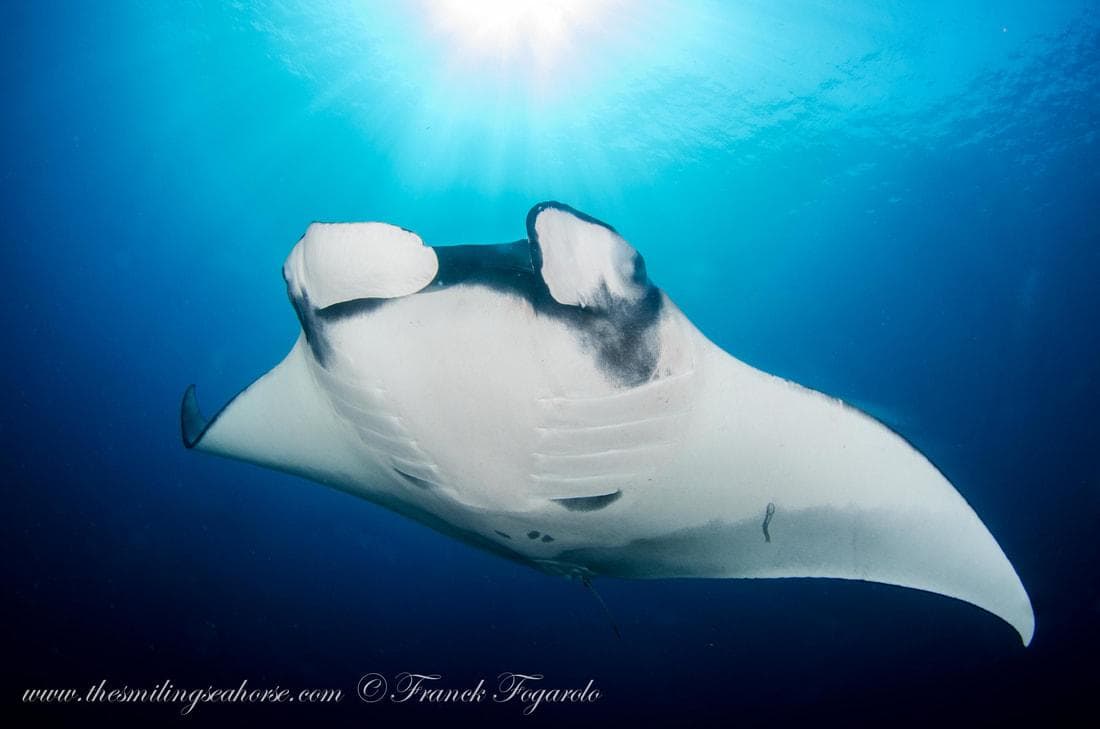 Fantastic Rays of the Andaman Sea 7 Manta Rays