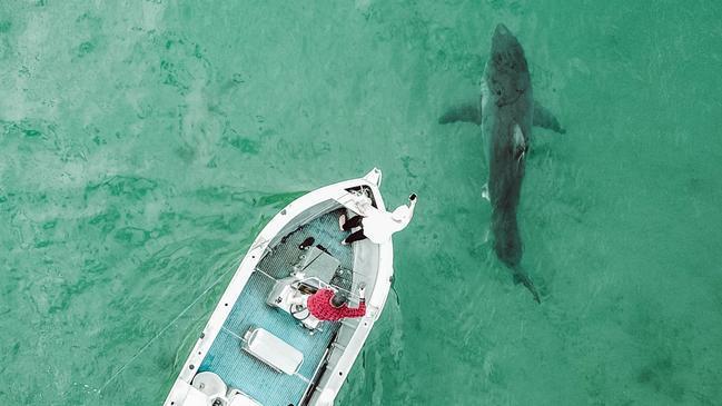Whale Carcass Attracts Large Sharks