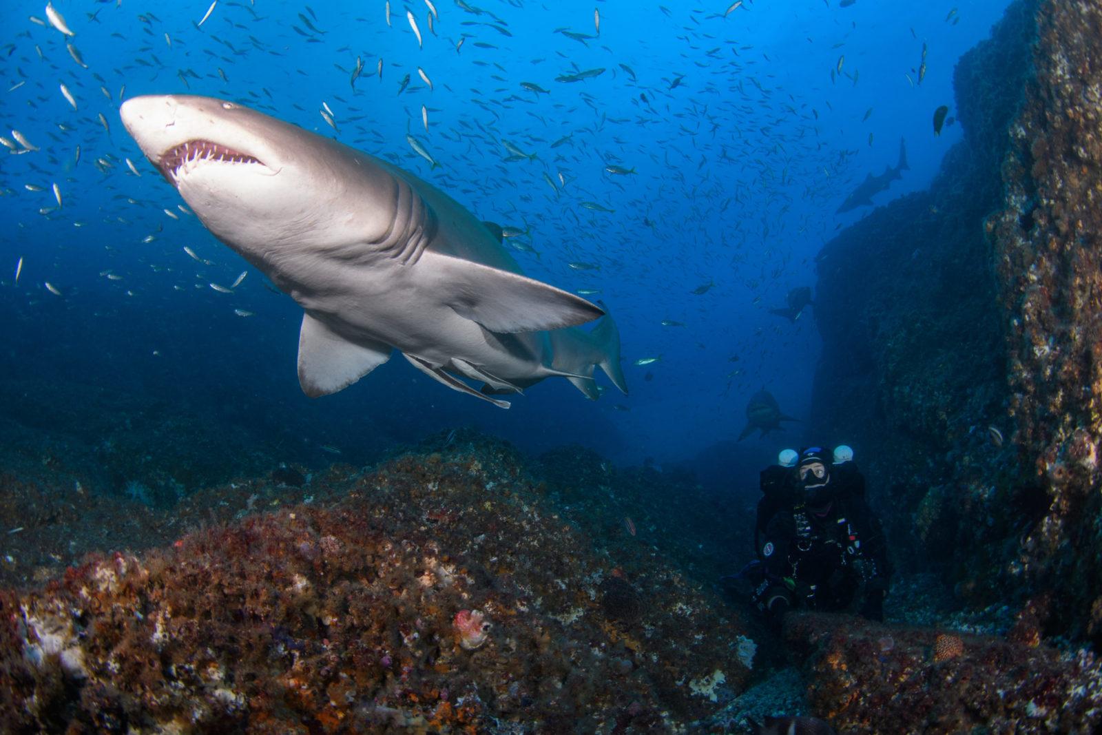 Modelling with Grey Nurse Sharks: Photography Masterclass with Nicolas and Lena REMY