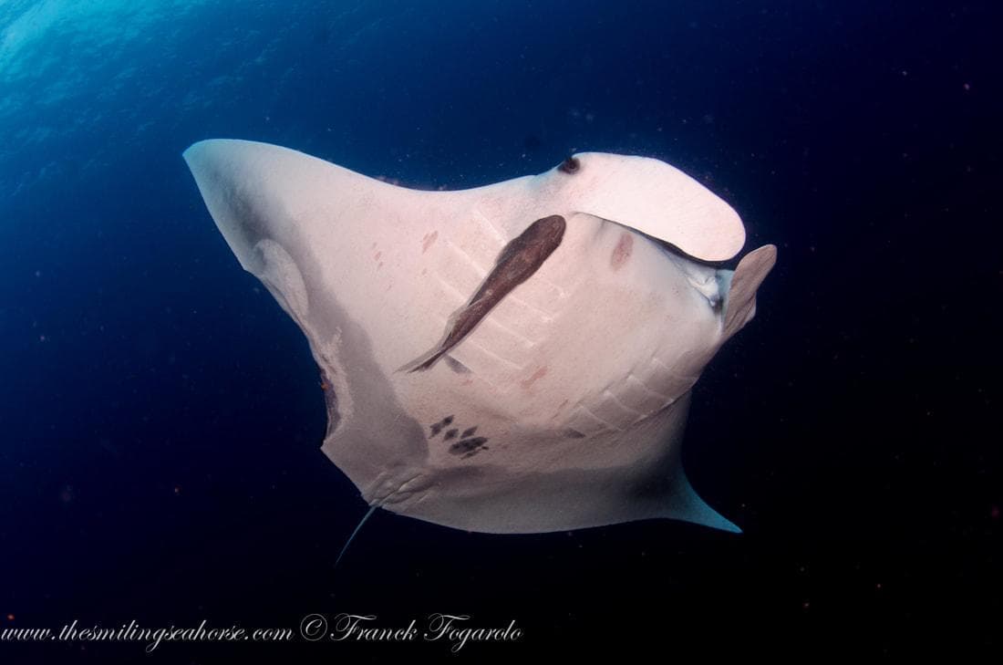 Oceanic Manta rays also known as Manta birostris