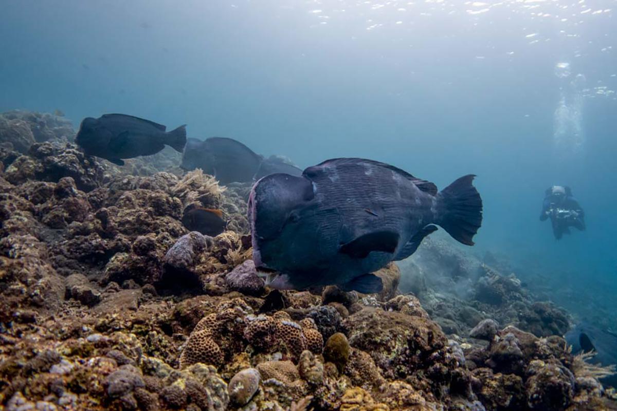 Bumpheads and a Scuba Diver