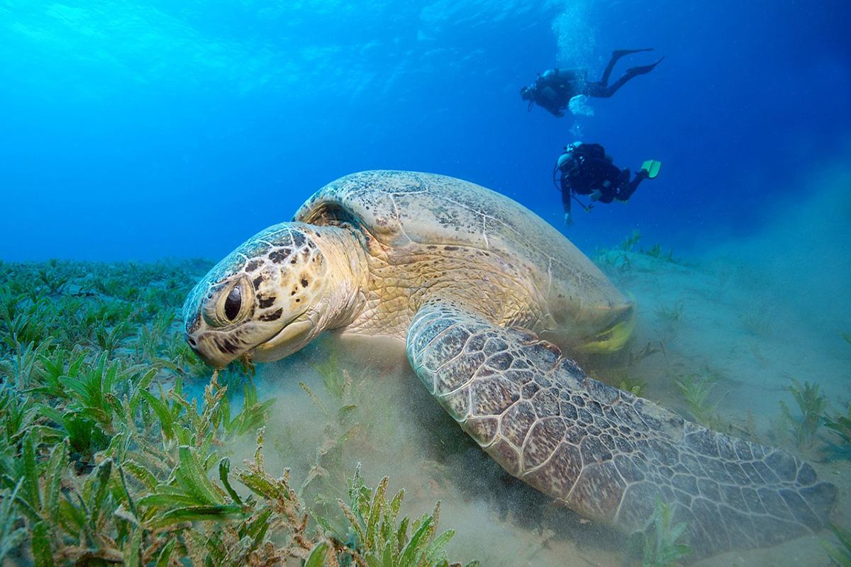 A turtle and Scuba Divers