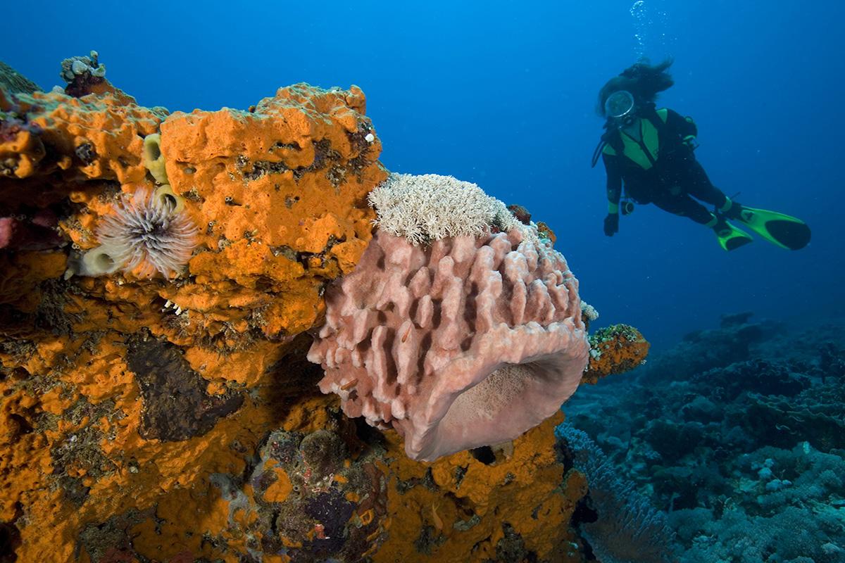 7 Great tips for Responsible Diving