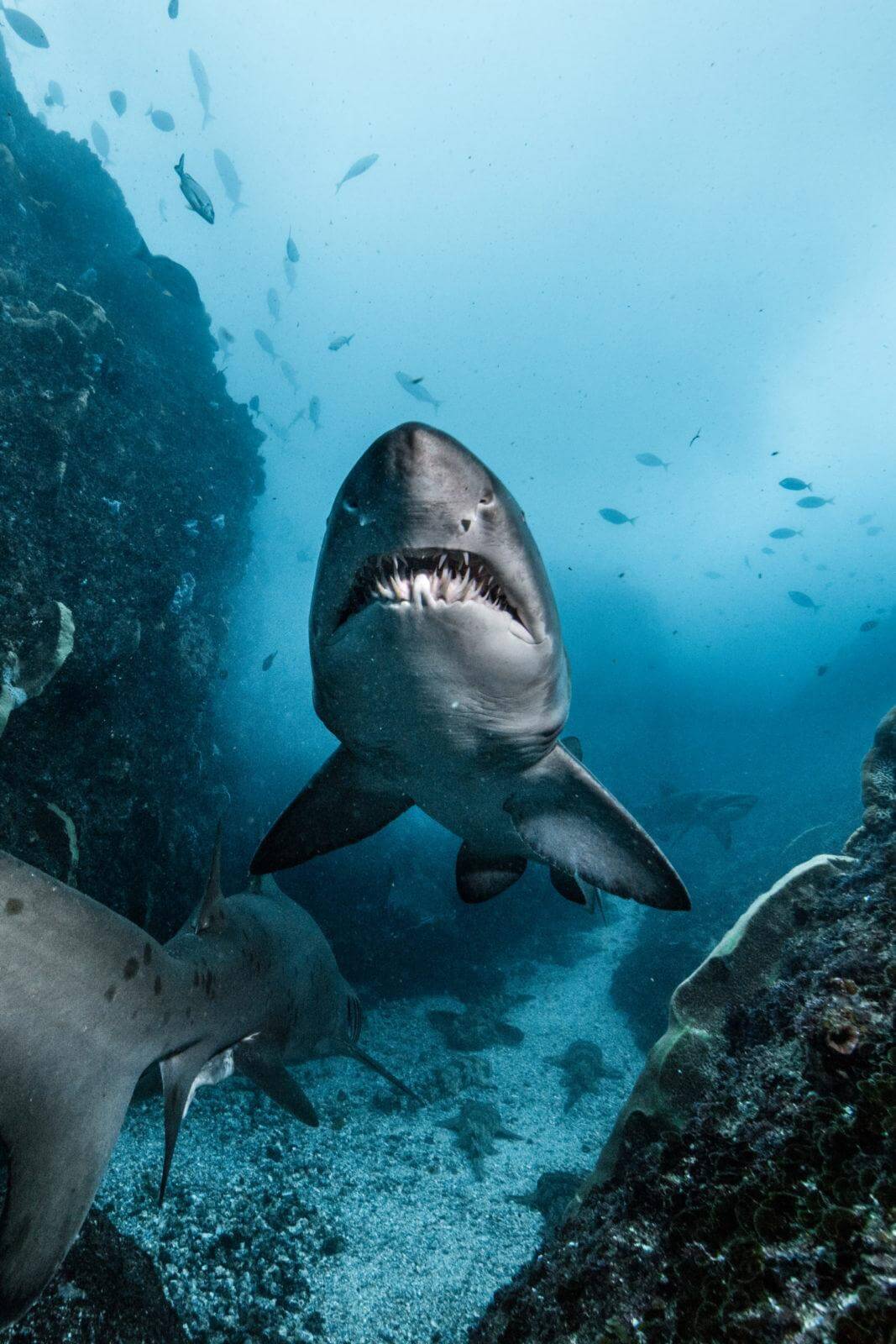 Winter diving at Julian Rocks in ANZ Byron Bay 8 grey nurse sharks