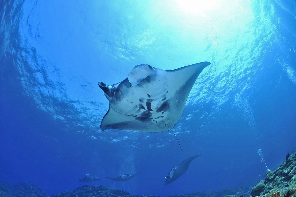 Manta Ray Pixabay