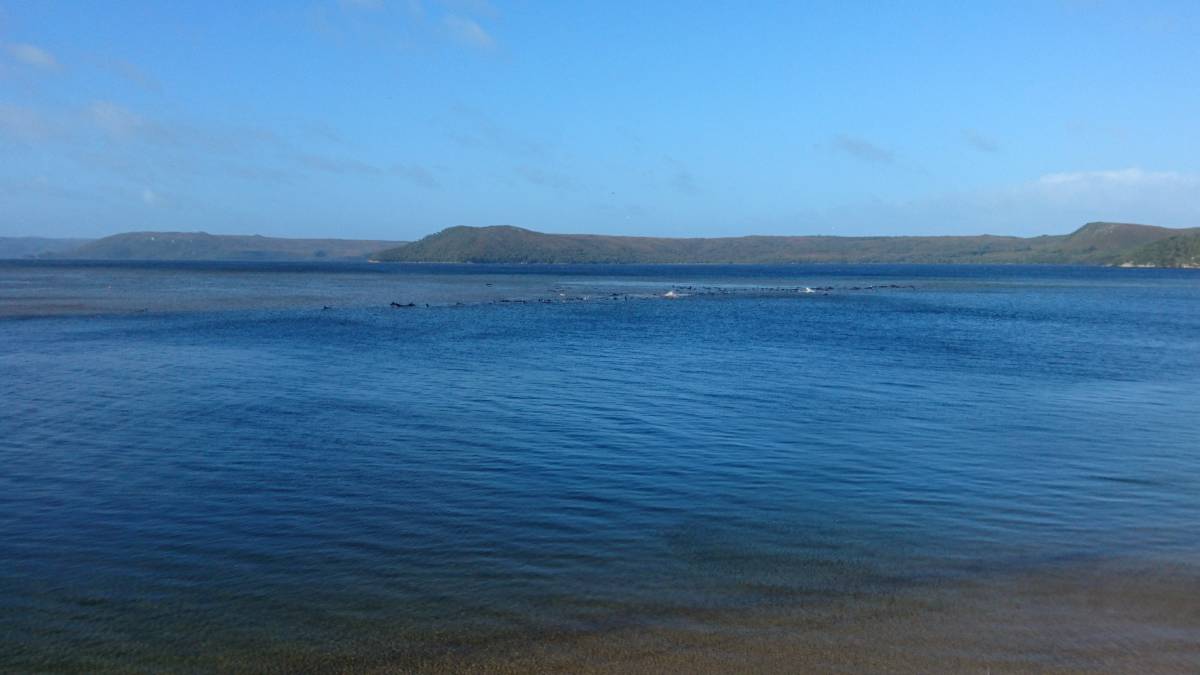 Tragic Scenes as 70 Whales are Stranded in Macquarie Harbour