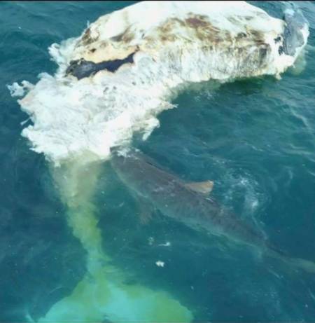 Whale Carcass Attracts Large Sharks