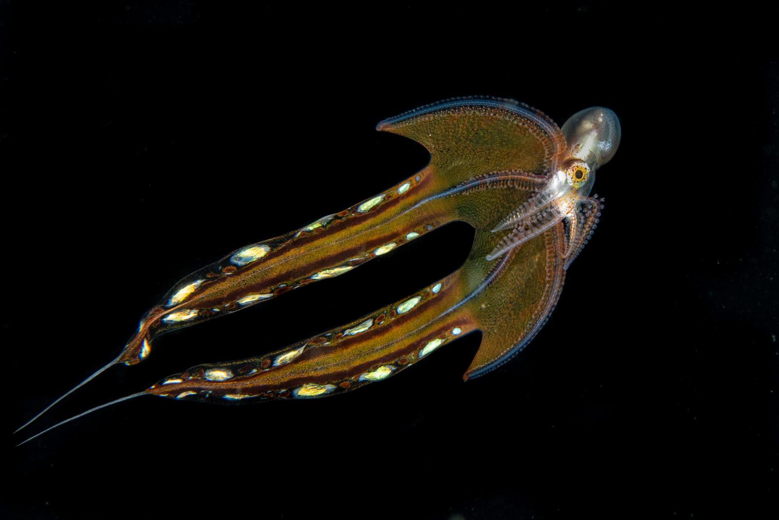 Blanket Octopus: The Black Water World 3 Small Female Blanket