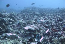 superyacht anchor damages coral reef in Hawaii