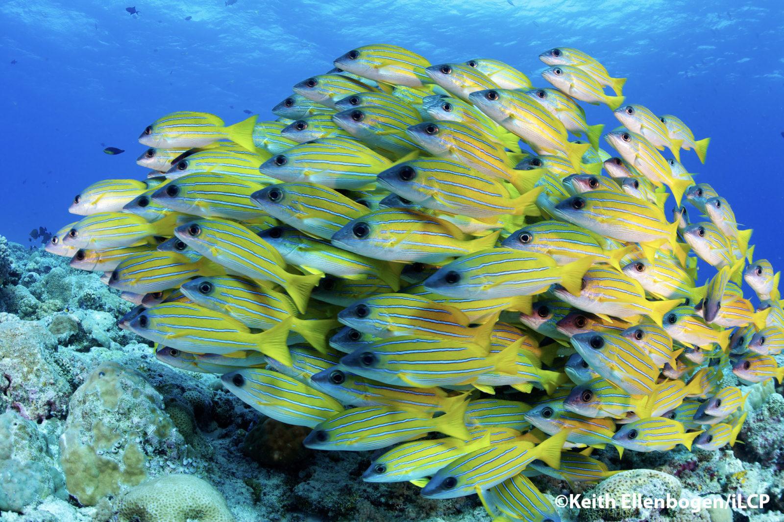 A school of Bluestripe Snapper swim close together and form a moving ball-like shape.