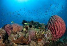 Scuba Diving of Timor Leste