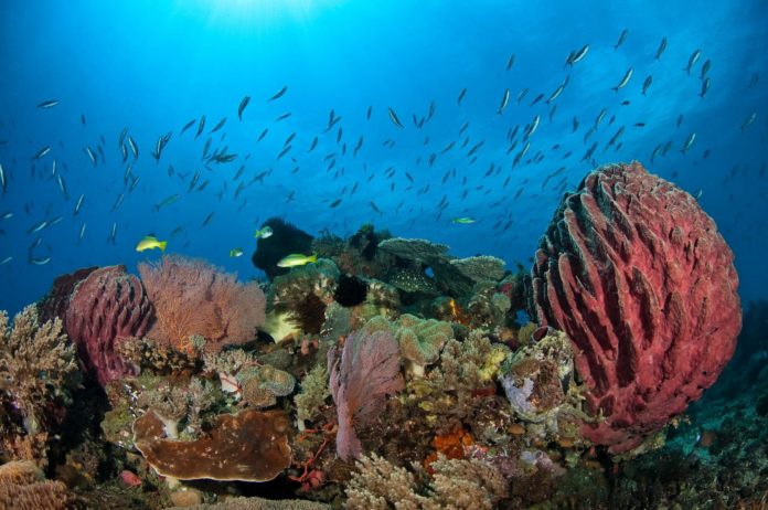 Scuba Diving of Timor Leste
