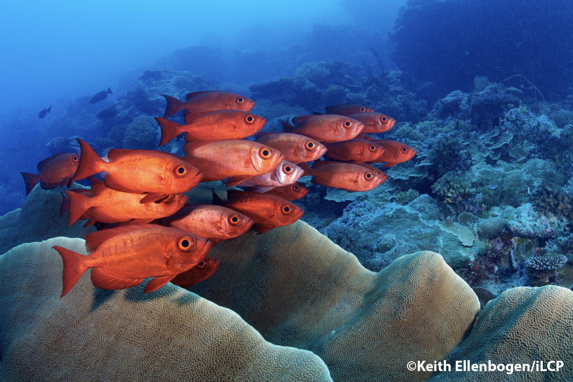 Palau Coral Reefs – A Jewel of the Ocean