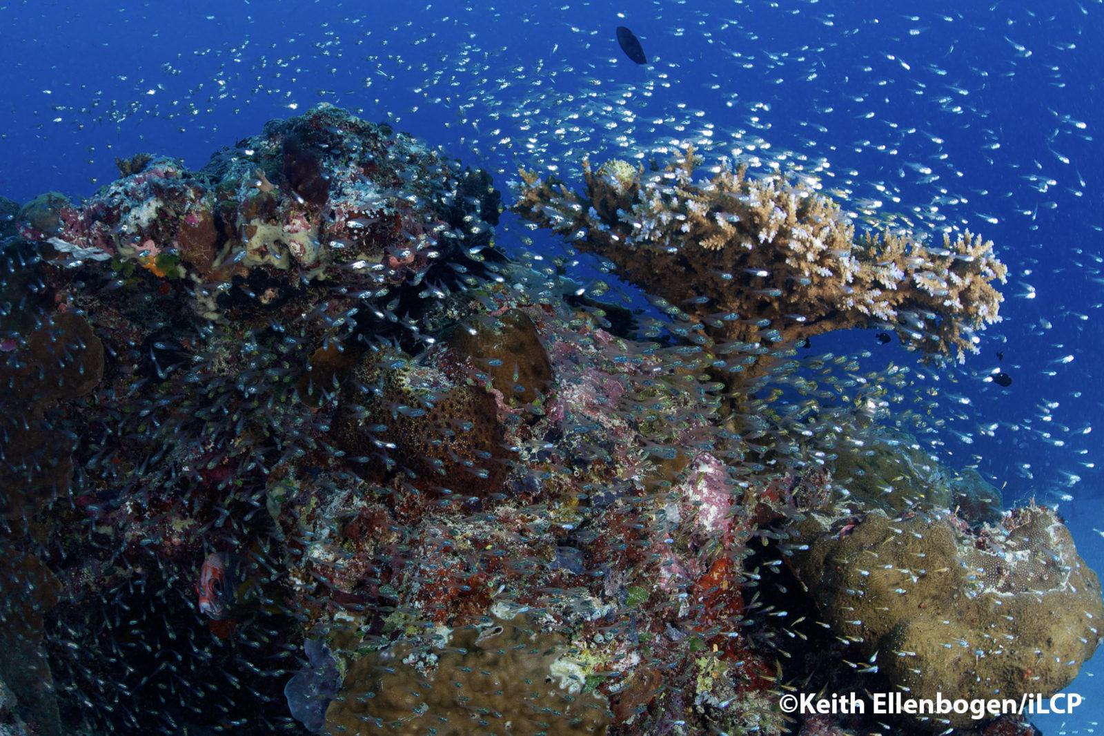 Palau a Jewel of the Ocean