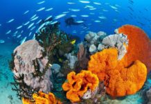 Best Dive Sites of Papua New Guinea