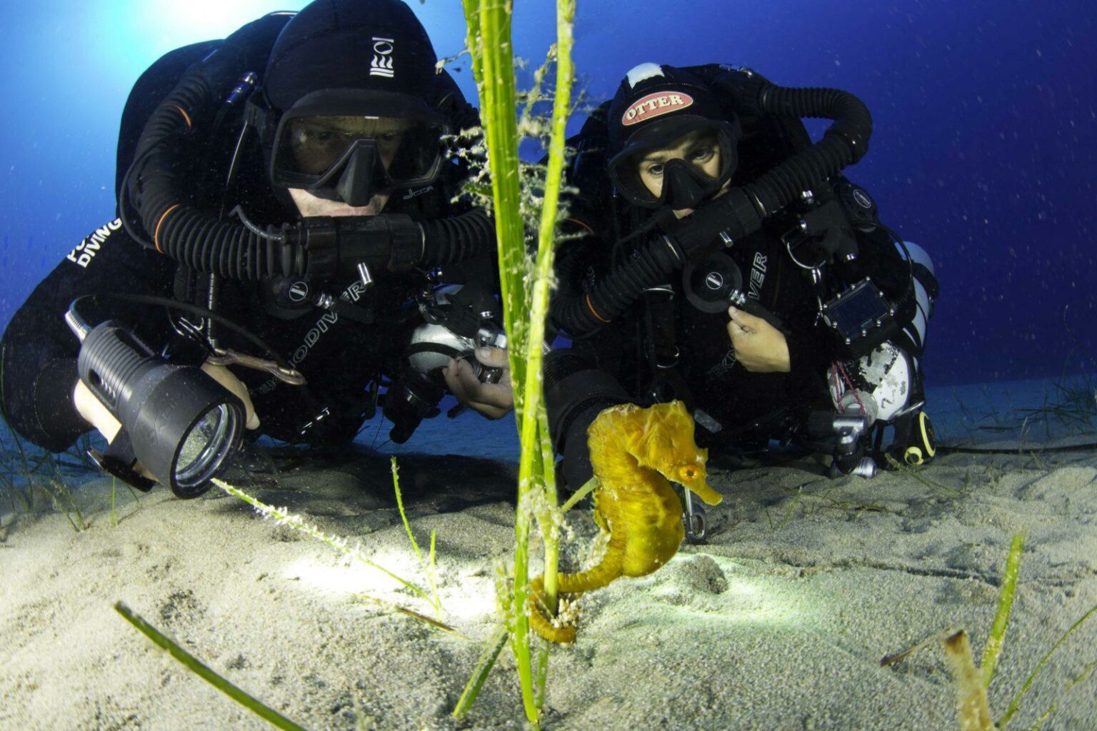 Beautiful Yellow Seahorses can be found in the Adriatic Sea off Croatia