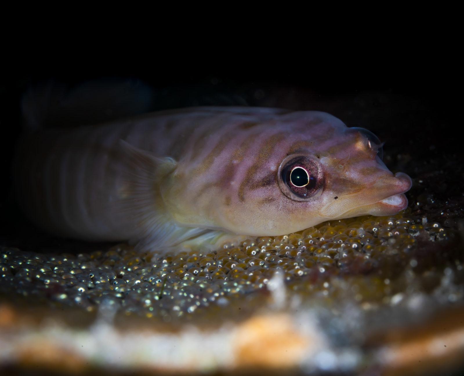 Stunning Scuba Diving in South Australia 10 Clingfish