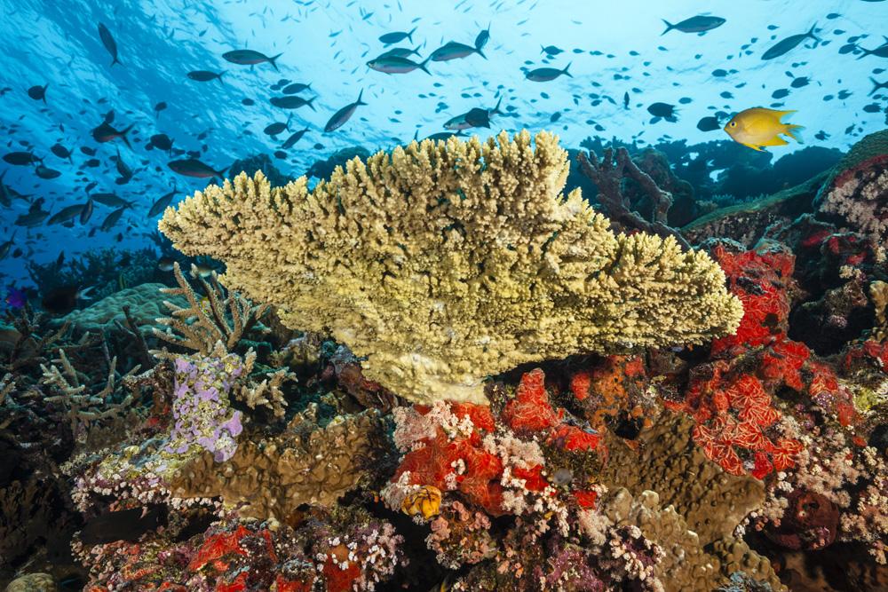 Best Dive Sites of Papua New Guinea