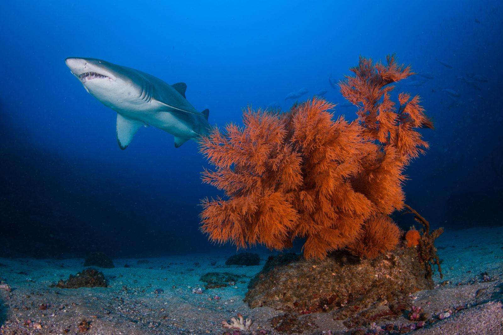 Enough “oomph” to reach the background and illuminate the incoming shark. Captured by Retra Flash Pro