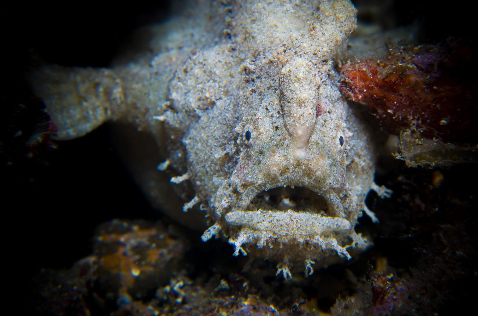 Stunning Scuba Diving in South Australia 2 Frogfish