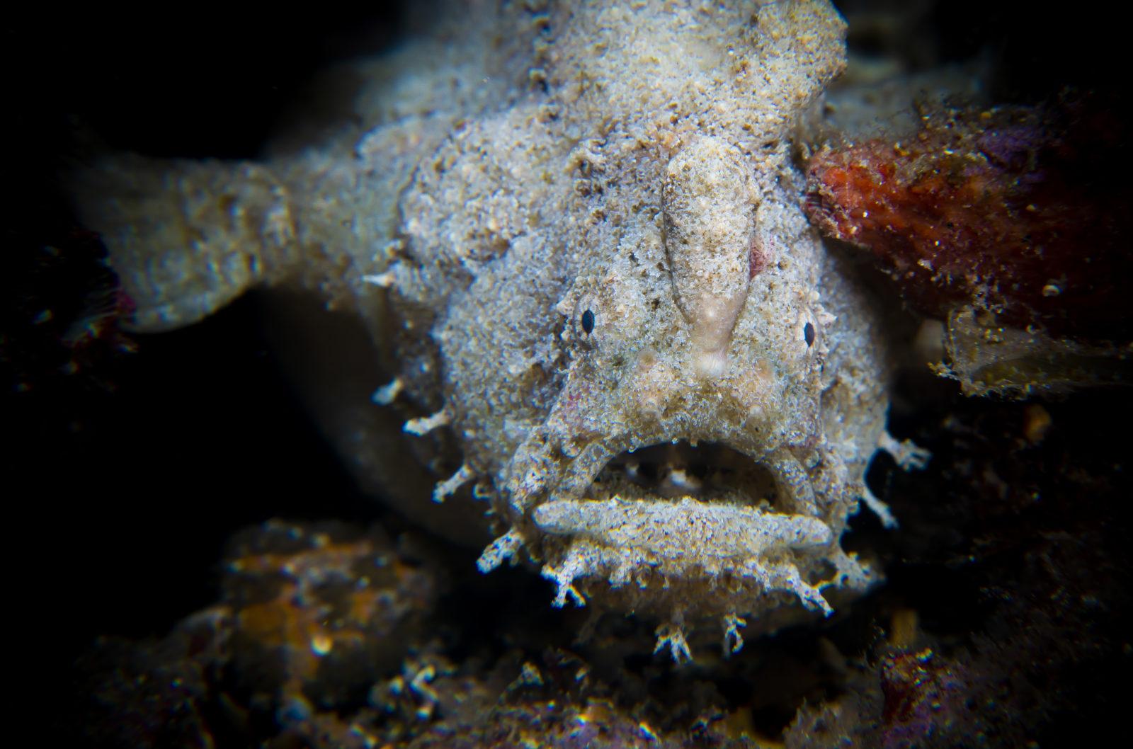 Frogfish