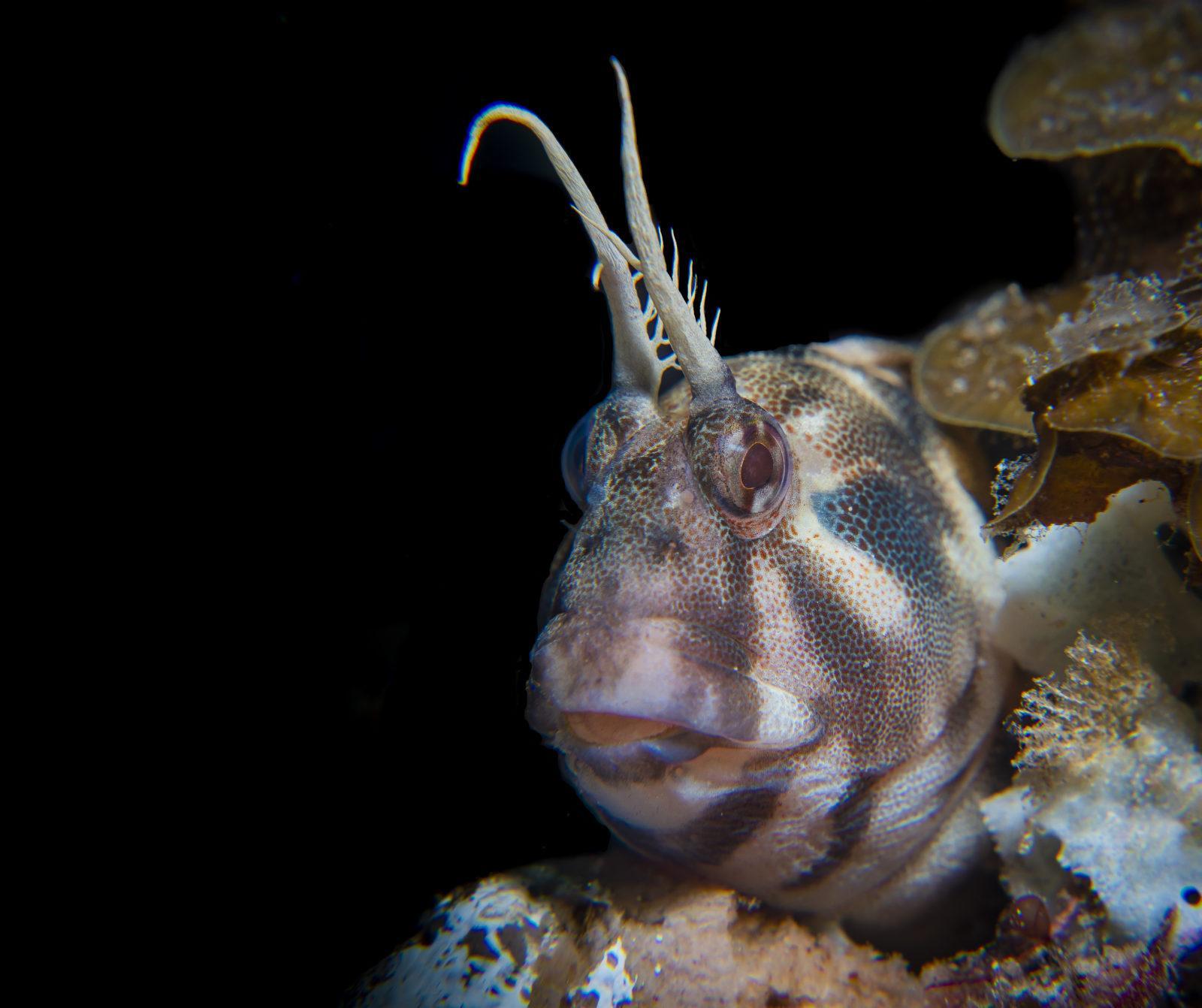 Stunning Scuba Diving in South Australia 6 Horned Blenny