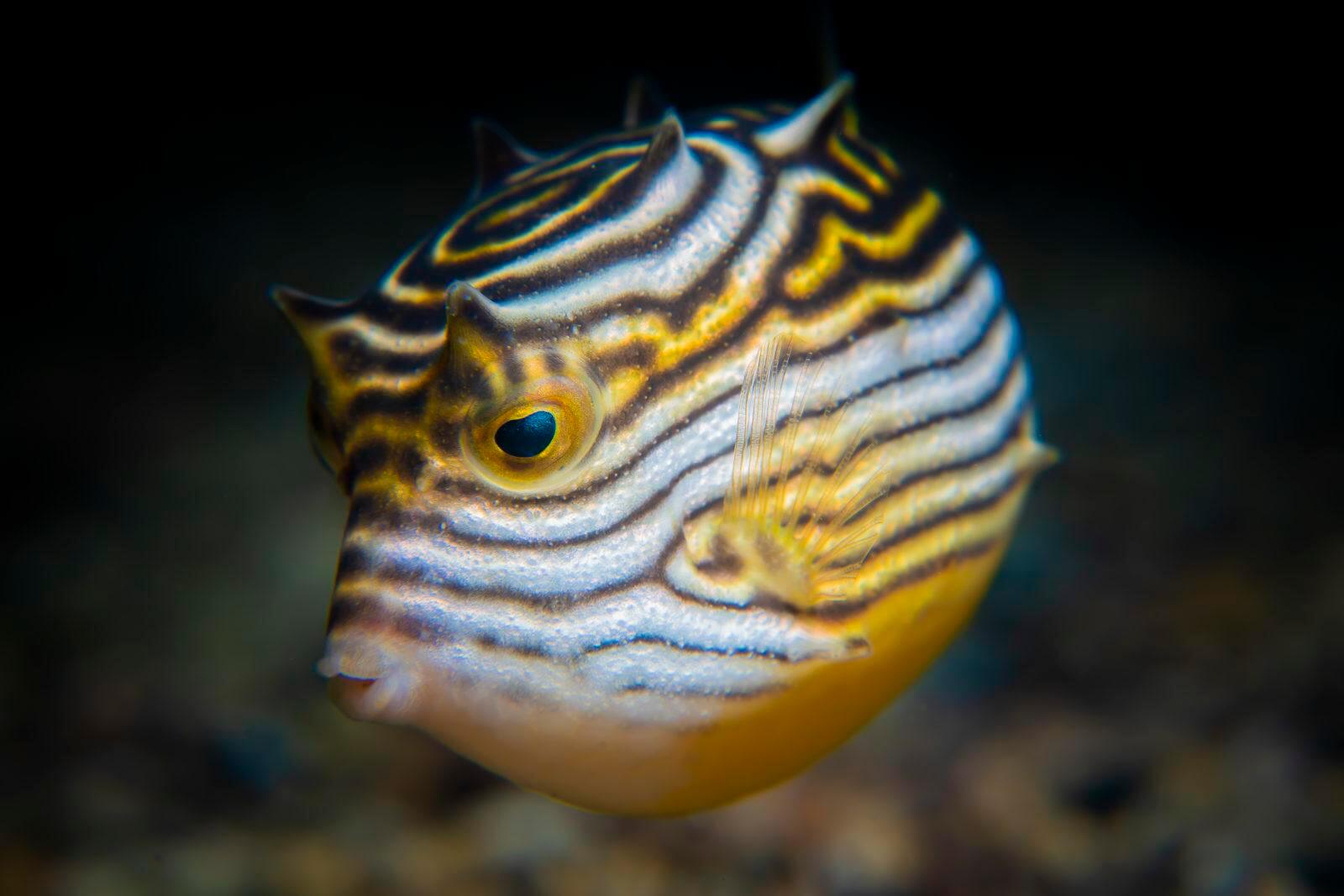 Juv Cowfish