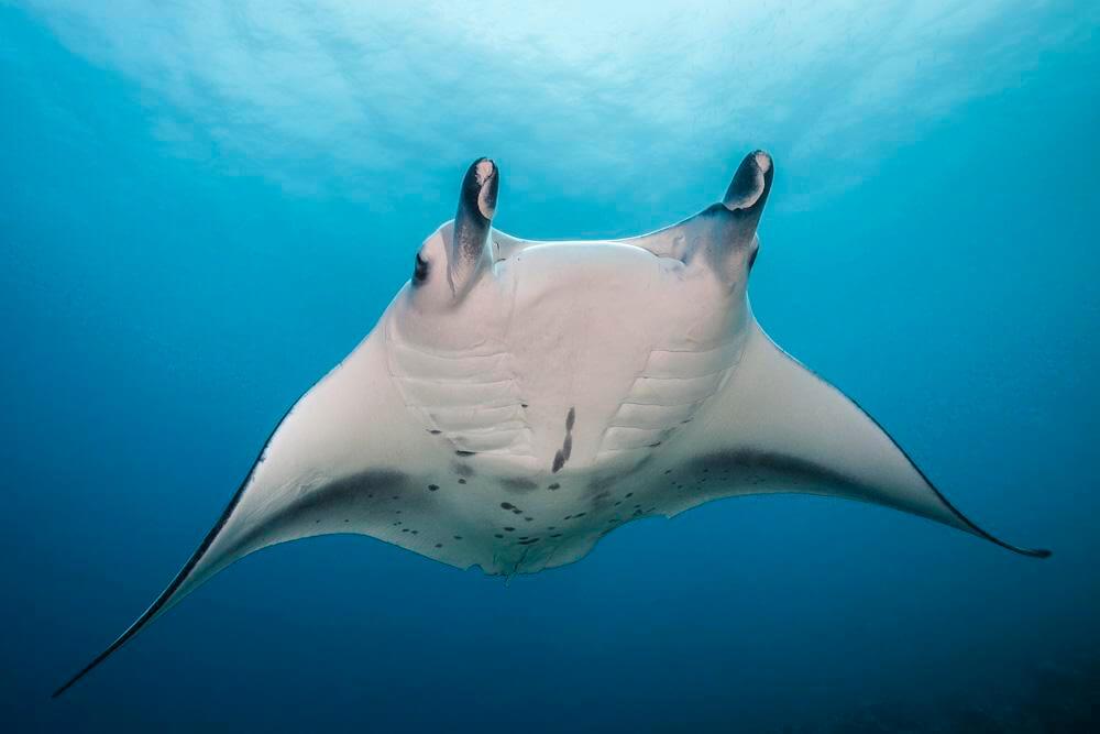 Manta Ray with a white colour around the neck on the top of it’s back, with a wingspan of at least 3m from tip to tip