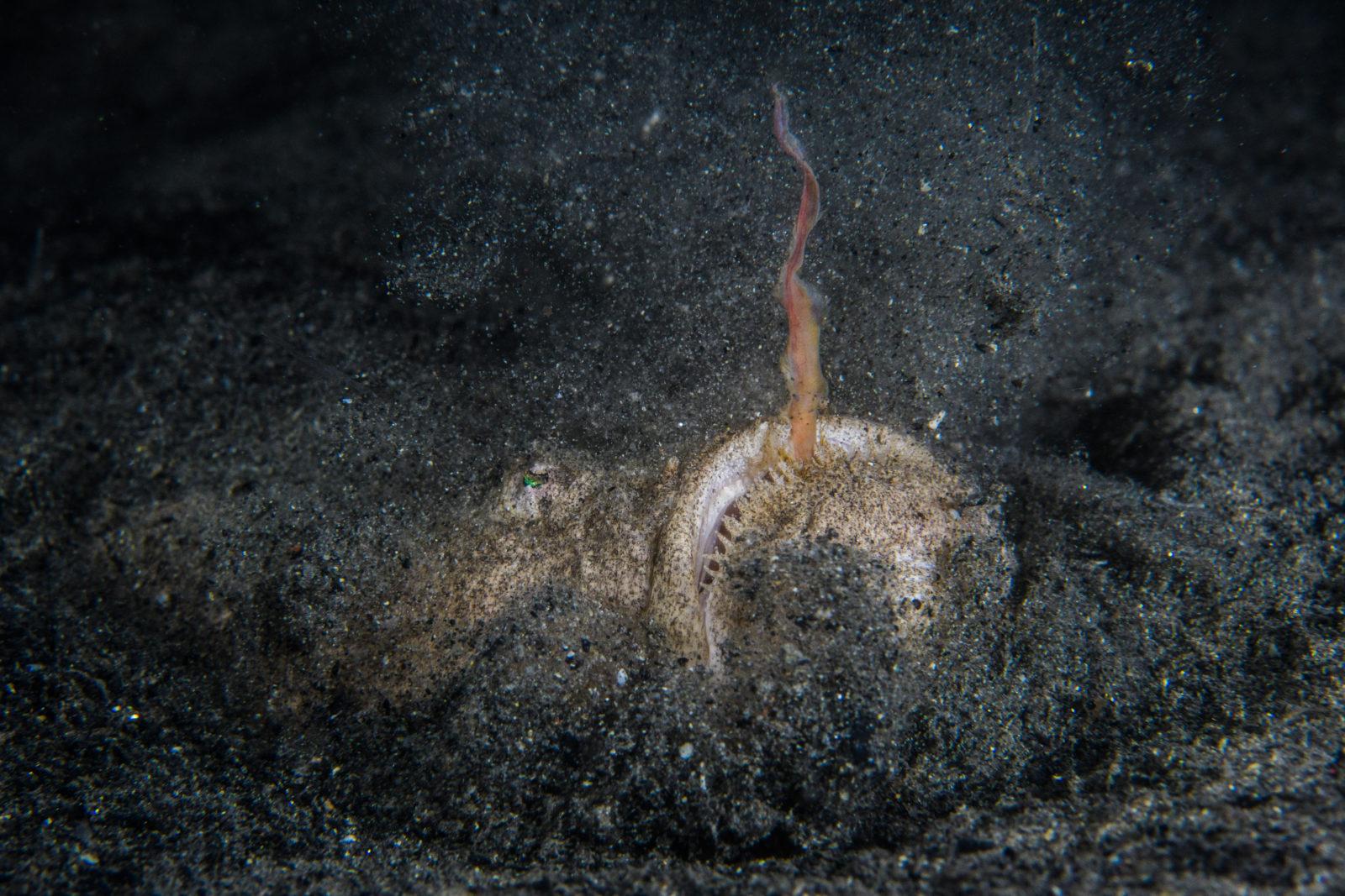Burst mode - Underwater Photography Masterclass 2 Burst shooting allowed to capture the peak of action! It takes maybe a second for the stargazer to strike and return to its camouflaged position.